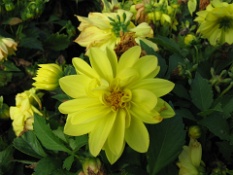 Close Up on the Yellow Flower.JPG